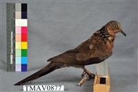 藏品(斑頸鳩)的圖片